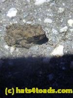 /home//u458753944/public_html/sourcegallery////////////////////////Roxborough Toad Detour/2013-2019/2013/2013-06-03/P1120611.JPG